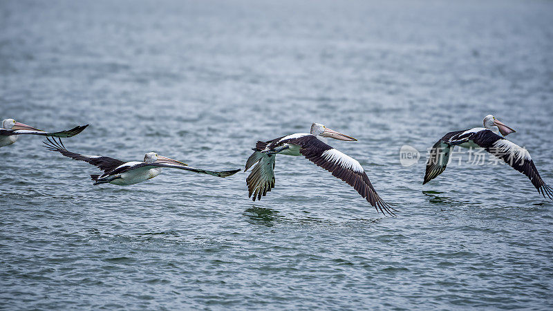 澳洲鹈鹕(Pelecanus illatus)